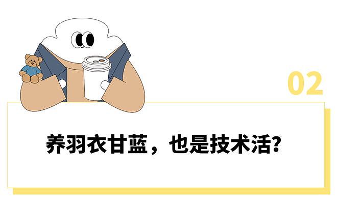 山姆上新无限繁殖的羽衣甘蓝盆栽被疯抢？打工人想800个方法驯服“史上最难吃蔬菜” - 10