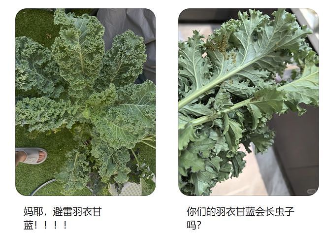 山姆上新无限繁殖的羽衣甘蓝盆栽被疯抢？打工人想800个方法驯服“史上最难吃蔬菜” - 14