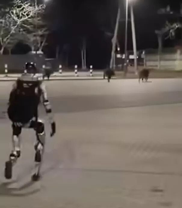 波兰街头奇景:中国产机器人追一群猪跑!画面疯传(组图) - 1