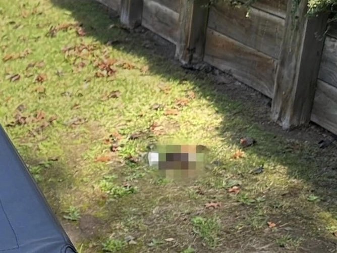 监控拍下惊人一幕！澳男在邻居草坪公然排便，随后若无其事逃离（组图） - 3