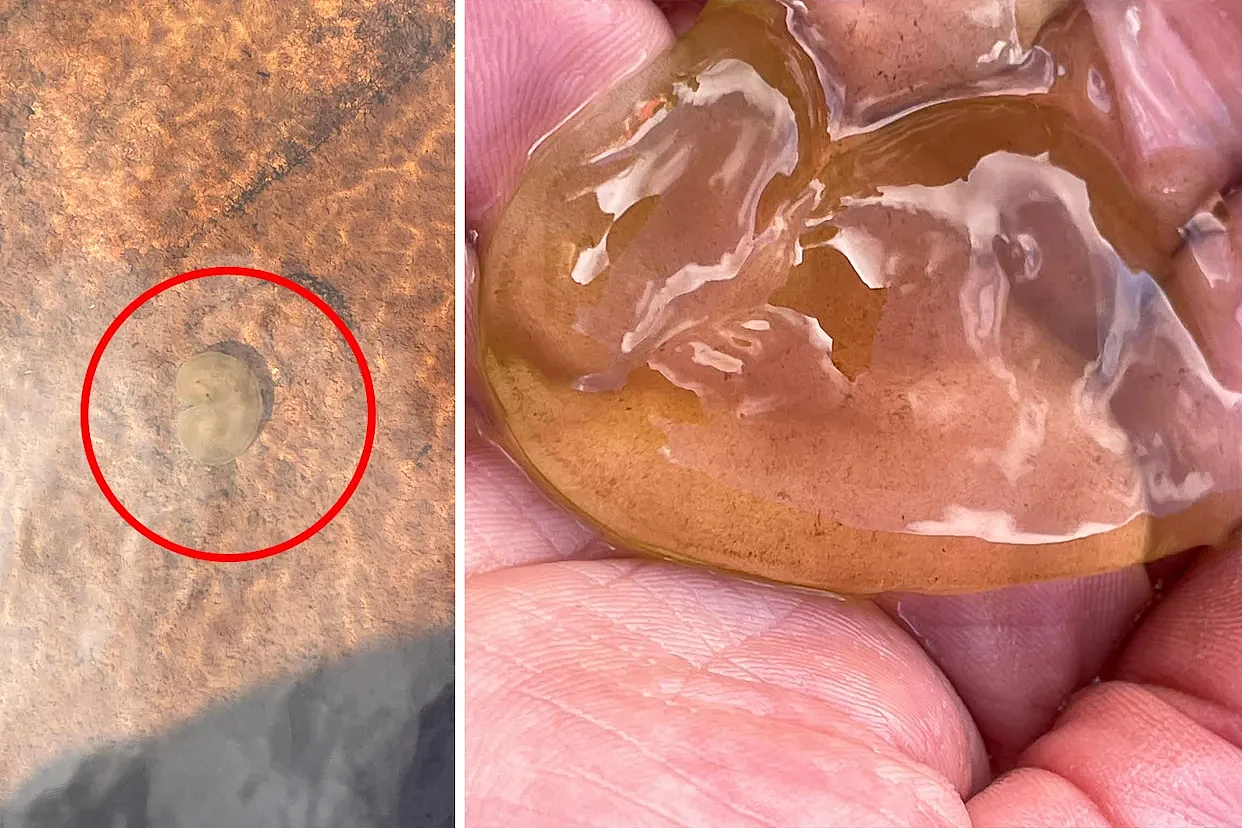 澳洲水潭惊现神秘“果冻生物”？游客触碰后碎裂，专家揭真实身份（组图） - 1