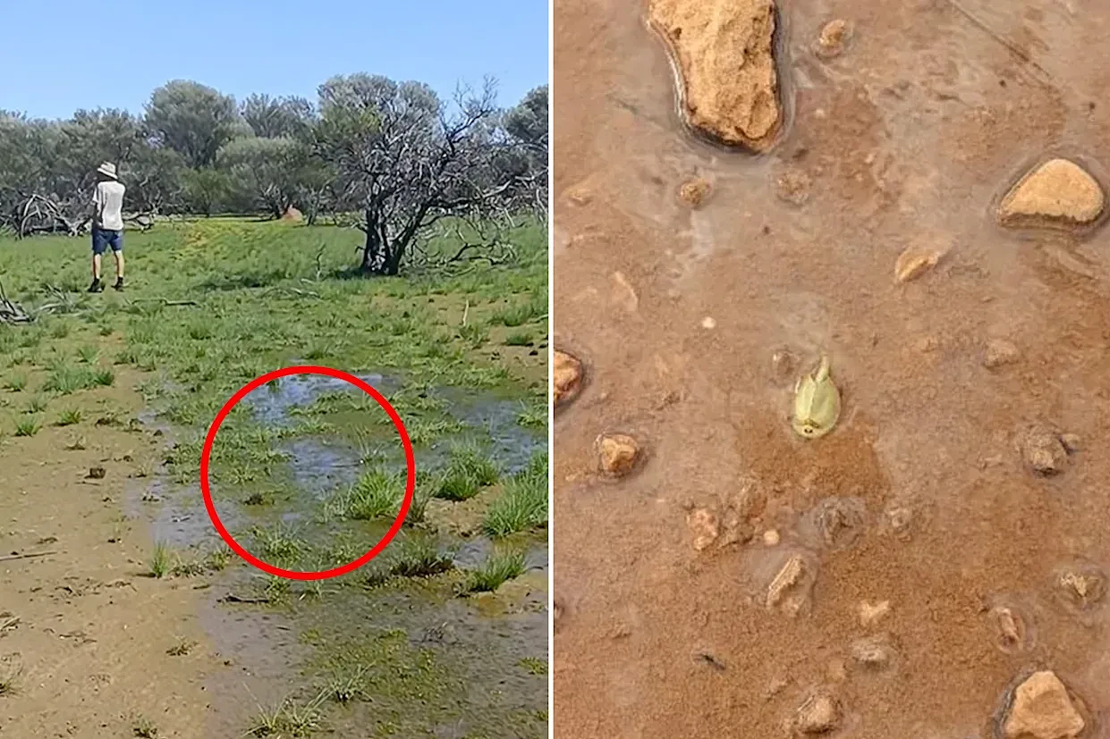暴雨后现罕见异象！数千神秘“活化石”破土而出，澳农场主：被入侵了（组图） - 1
