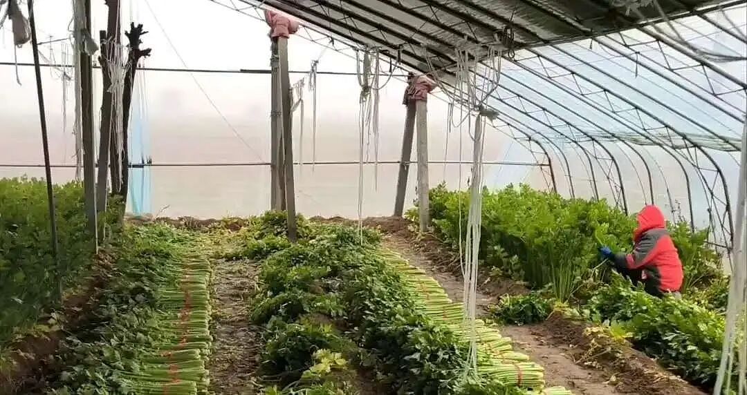 在河南农村,有10元/小时的活干是一种福利(组图) - 4