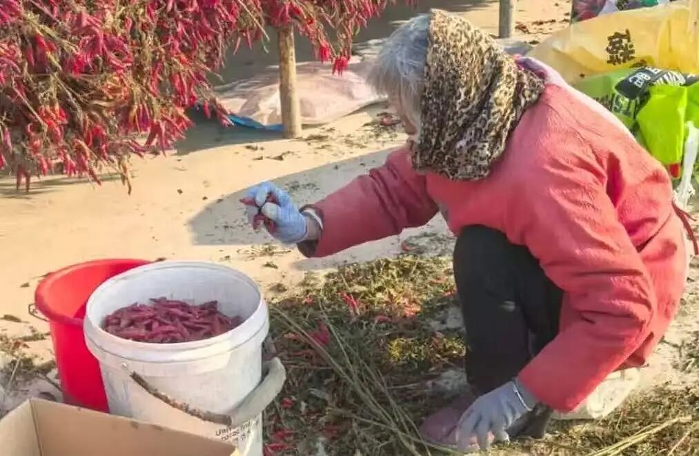 在河南农村,有10元/小时的活干是一种福利(组图) - 7