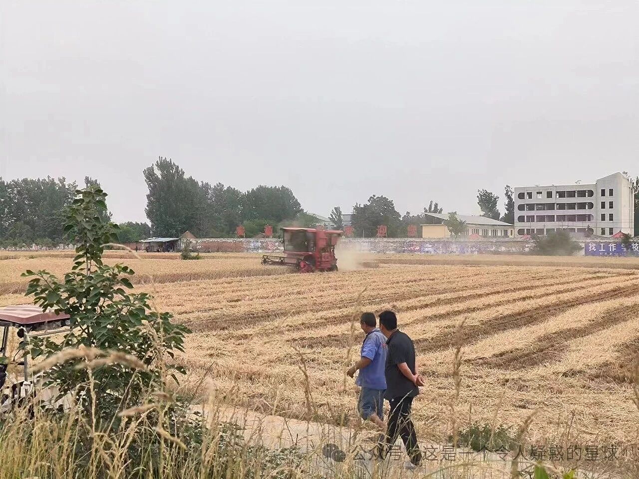 在河南农村,有10元/小时的活干是一种福利(组图) - 11
