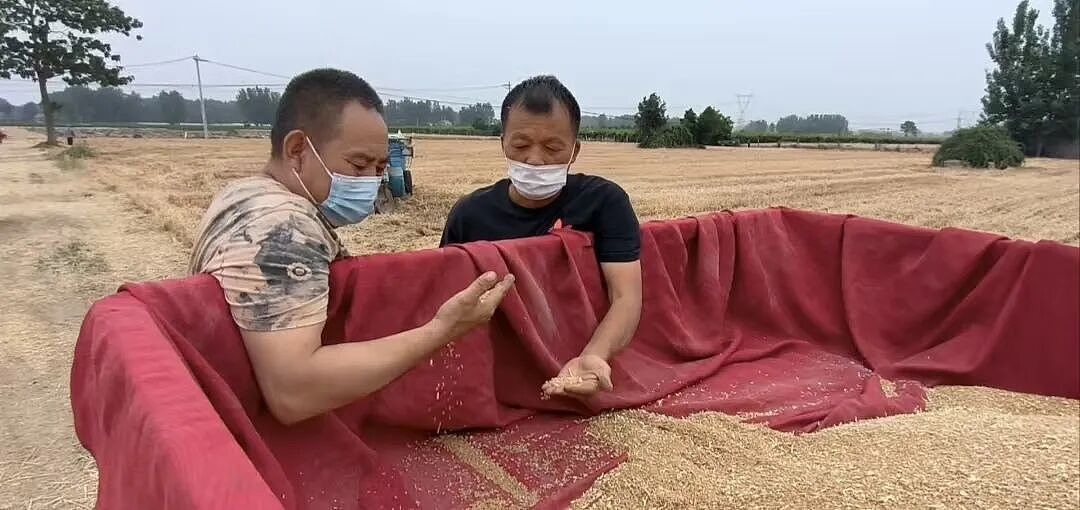 在河南农村,有10元/小时的活干是一种福利(组图) - 13