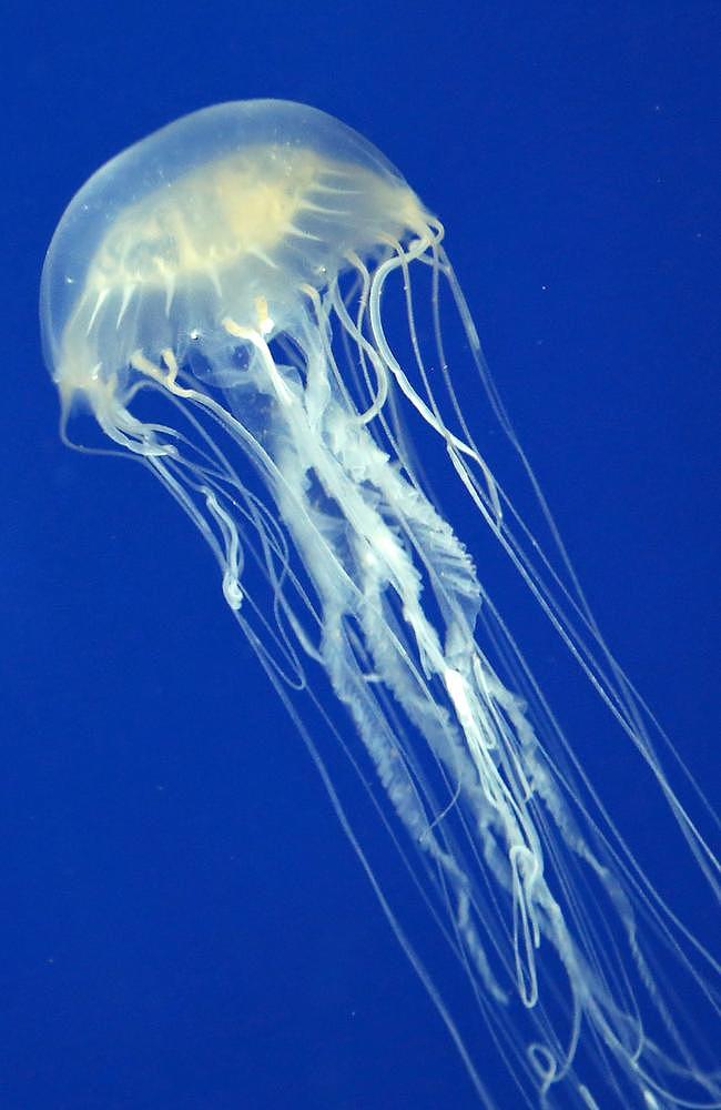 “我会不会死？”澳男斐济冲浪险丧命，惨遭最毒生物箱型水母蛰伤 - 6