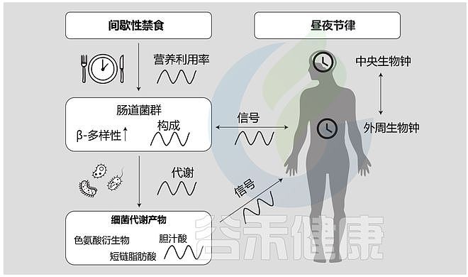 肝脂降低20%！复旦研究：这样吃，仅需三个月，超8成人脂肪肝好转（组图） - 4