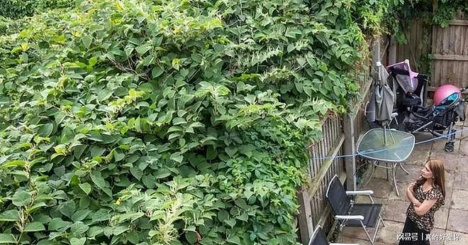令英国痛苦的“入侵花”，在中国沦为咸菜，吃到人工种植成笑谈 - 2