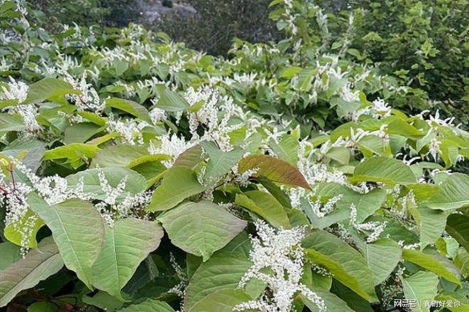 令英国痛苦的“入侵花”，在中国沦为咸菜，吃到人工种植成笑谈 - 3