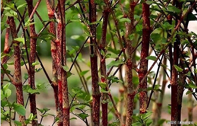 令英国痛苦的“入侵花”，在中国沦为咸菜，吃到人工种植成笑谈 - 4