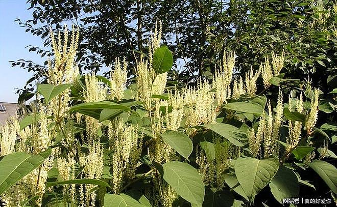 令英国痛苦的“入侵花”，在中国沦为咸菜，吃到人工种植成笑谈 - 6