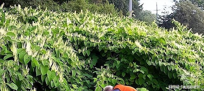 令英国痛苦的“入侵花”，在中国沦为咸菜，吃到人工种植成笑谈 - 7