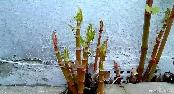 令英国痛苦的“入侵花”，在中国沦为咸菜，吃到人工种植成笑谈 - 11