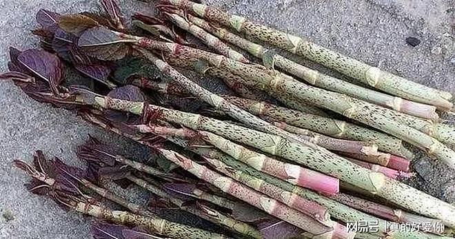 令英国痛苦的“入侵花”，在中国沦为咸菜，吃到人工种植成笑谈 - 12