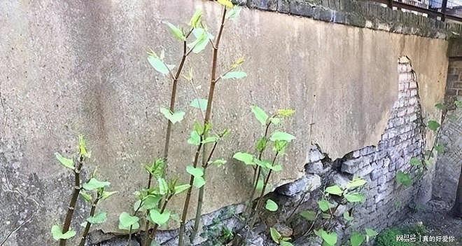 令英国痛苦的“入侵花”，在中国沦为咸菜，吃到人工种植成笑谈 - 14