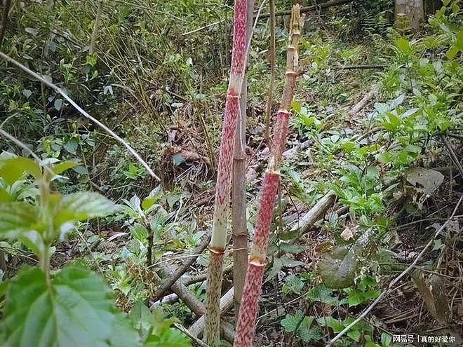 令英国痛苦的“入侵花”，在中国沦为咸菜，吃到人工种植成笑谈 - 15
