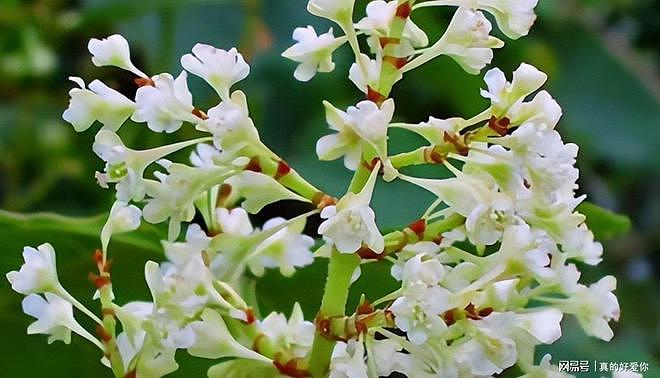 令英国痛苦的“入侵花”，在中国沦为咸菜，吃到人工种植成笑谈 - 18