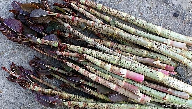 令英国痛苦的“入侵花”，在中国沦为咸菜，吃到人工种植成笑谈 - 21