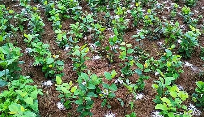 令英国痛苦的“入侵花”，在中国沦为咸菜，吃到人工种植成笑谈 - 23