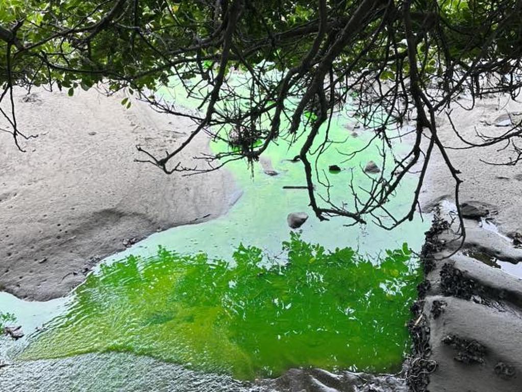 悉尼知名海滩惊现神秘荧光绿液体！网友：看着像免费汽油（组图） - 1