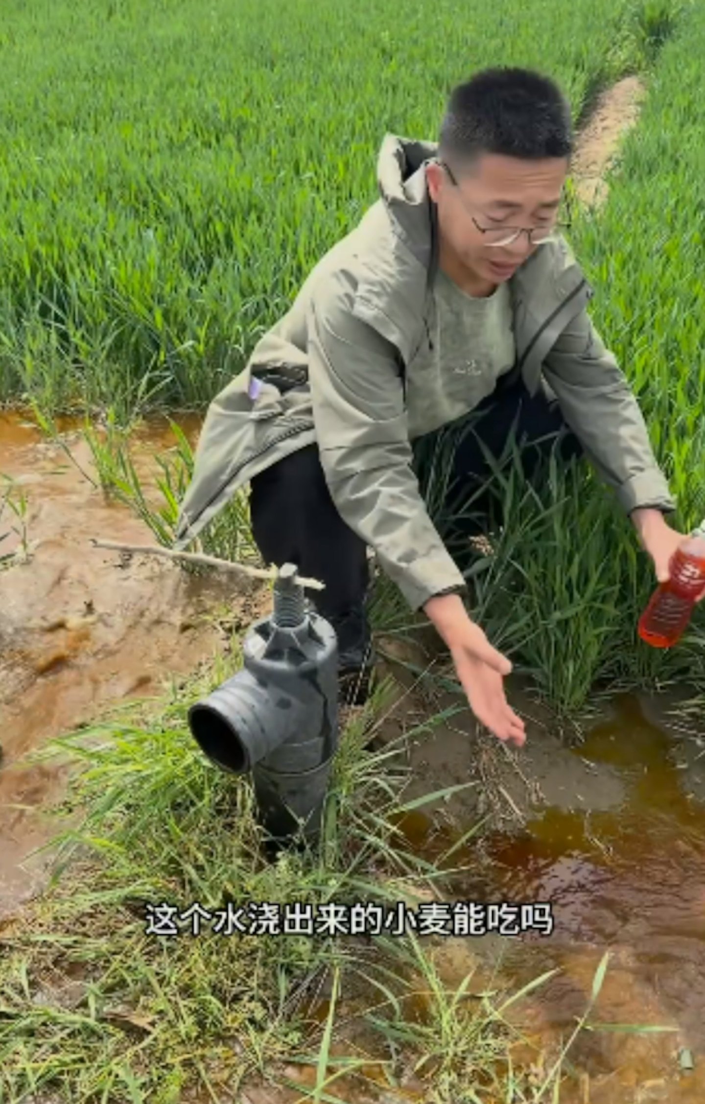河北红色地下水灌溉麦田,村民不吃自家粮(组图) - 6