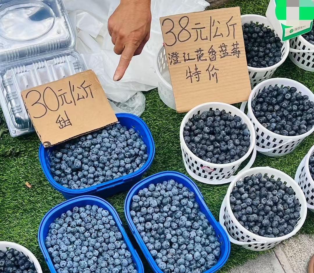论斤卖的蓝莓，猪都快吃腻了（组图） - 1