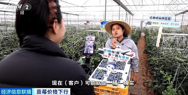 论斤卖的蓝莓，猪都快吃腻了（组图） - 2