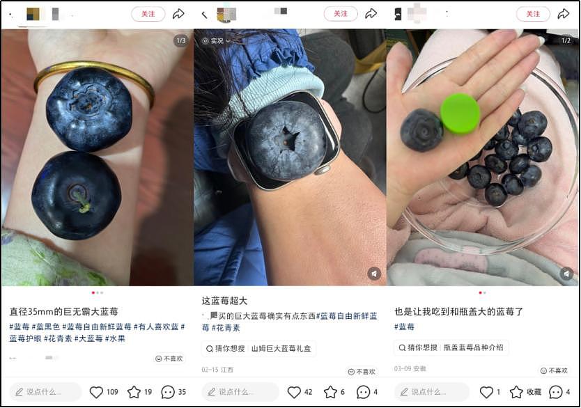 论斤卖的蓝莓，猪都快吃腻了（组图） - 3