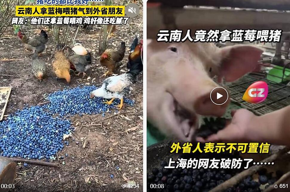 论斤卖的蓝莓，猪都快吃腻了（组图） - 4