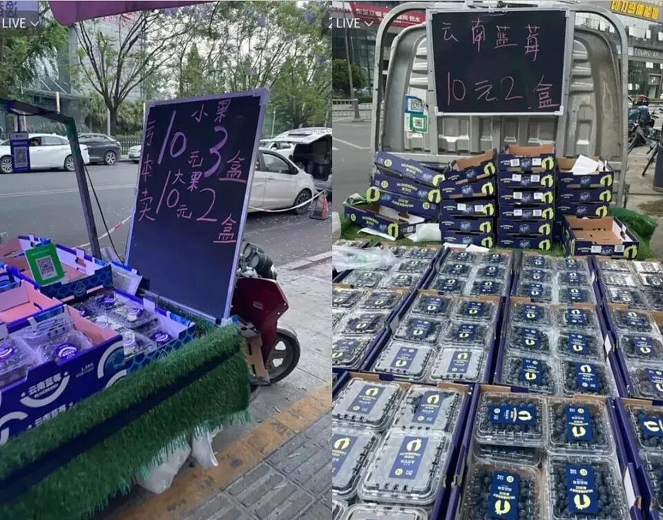 论斤卖的蓝莓，猪都快吃腻了（组图） - 7
