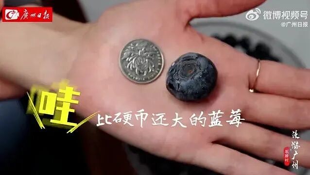 论斤卖的蓝莓，猪都快吃腻了（组图） - 9