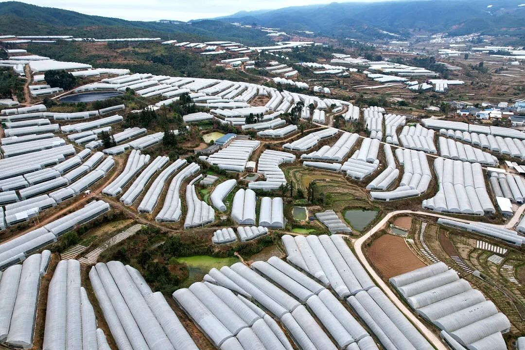 论斤卖的蓝莓，猪都快吃腻了（组图） - 11