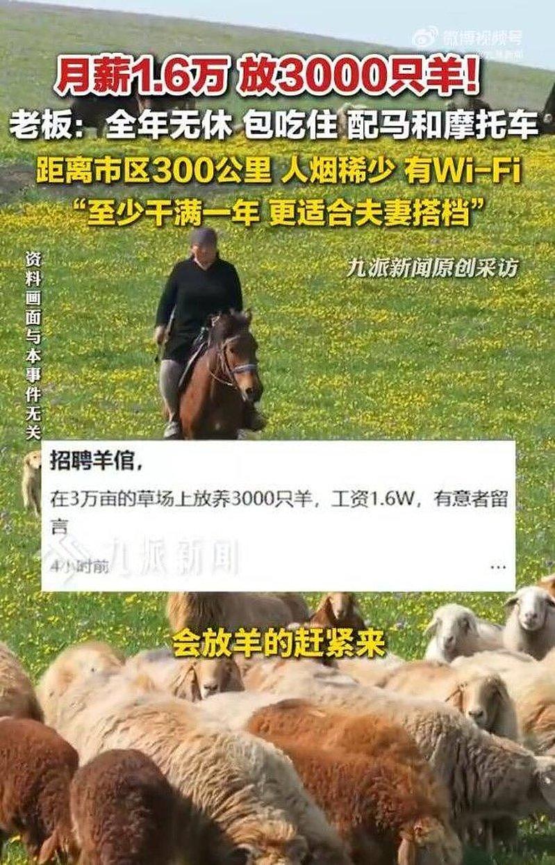 内蒙牧区招人放3000只羊,月薪1.6万包吃住还有WiFi - 1