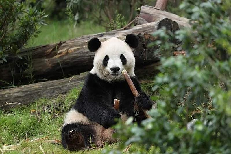 特习会前“猫熊外交”启动！中国再借2只大猫熊赴美10年（图） - 1