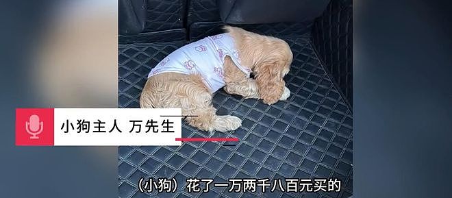 秦皇岛大姐逃单偷狗后续:正脸曝光,被人认出已社死,摊主不和解(组图) - 9