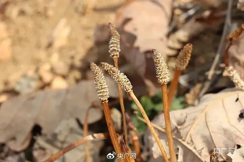 大连8岁男孩爬山发现金矿线索！后续来了（组图） - 2