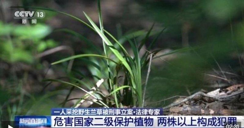 旅客山上挖4株草,被湖北警刑事立案!最重可判3年(组图) - 1