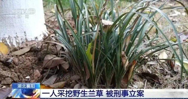 旅客山上挖4株草,被湖北警刑事立案!最重可判3年(组图) - 2