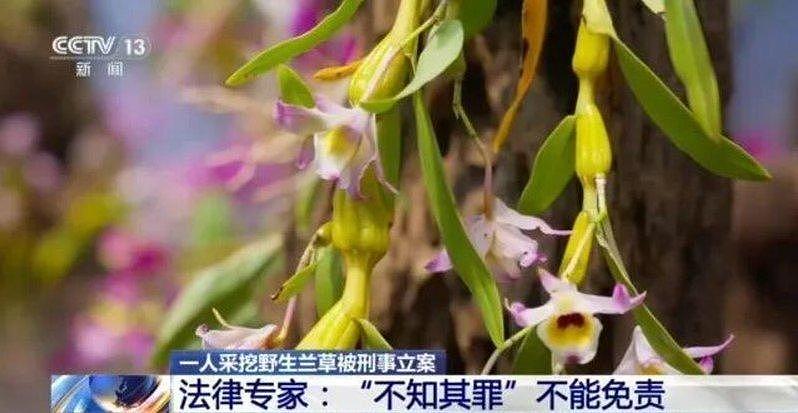 旅客山上挖4株草,被湖北警刑事立案!最重可判3年(组图) - 3
