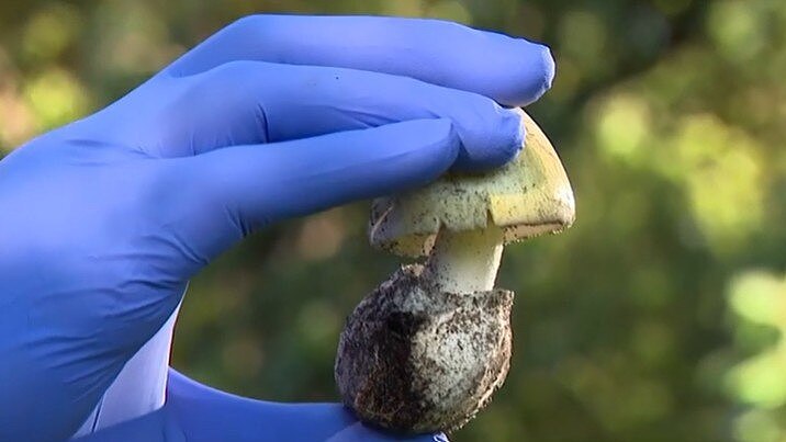 “千万别碰！”澳洲多地后院疯长致命毒蘑菇，专家紧急警告 - 3