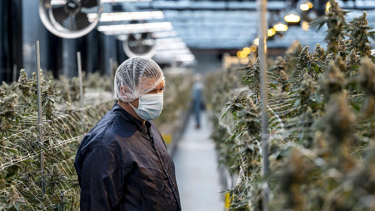 吸食大麻后合法开车？新州或放宽毒驾交规（组图） - 2