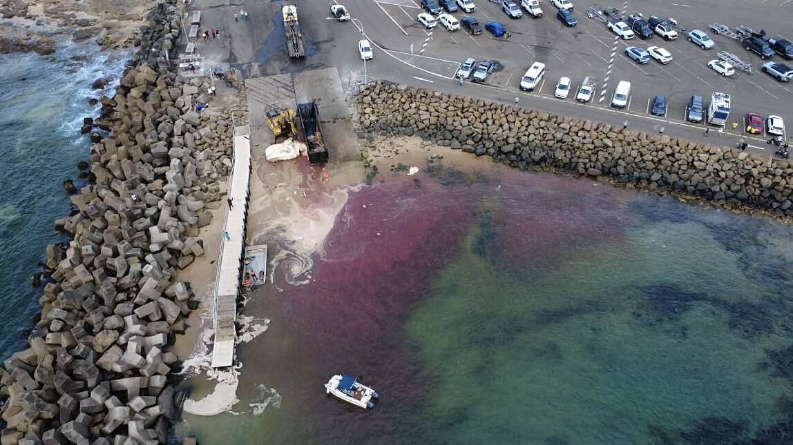 海水被鲜血染红,引来大量鲨鱼!鲸鱼尸体被冲新州海滩,“分尸”引围观(组图) - 1