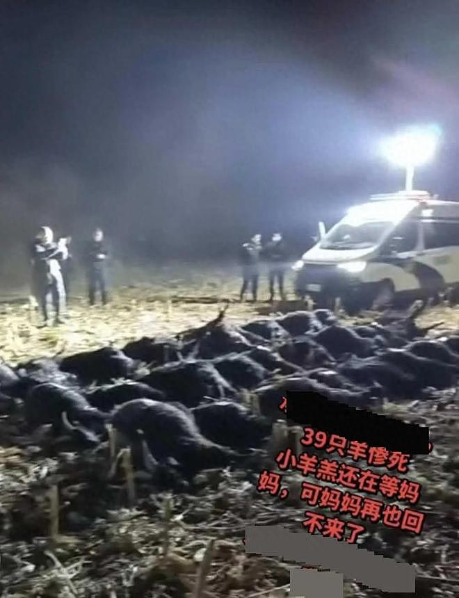 39只羊全被毒死后续！知情人曝猛料，网友一边倒：只能说咎由自取 - 5