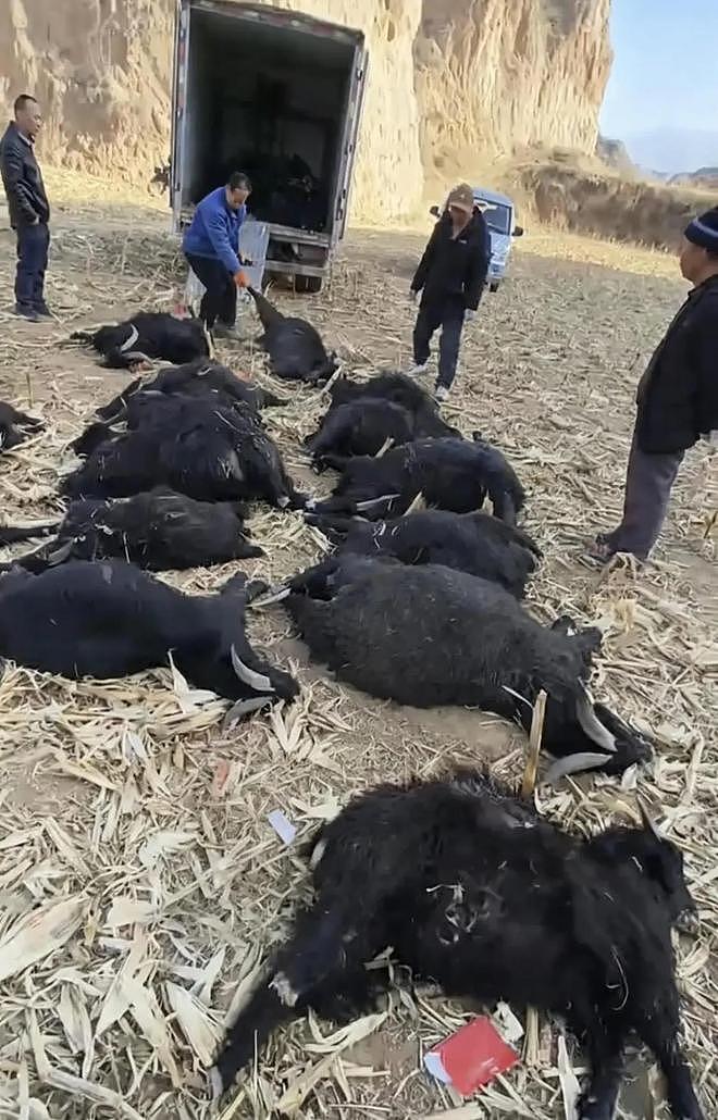 39只羊全被毒死后续！知情人曝猛料，网友一边倒：只能说咎由自取 - 6