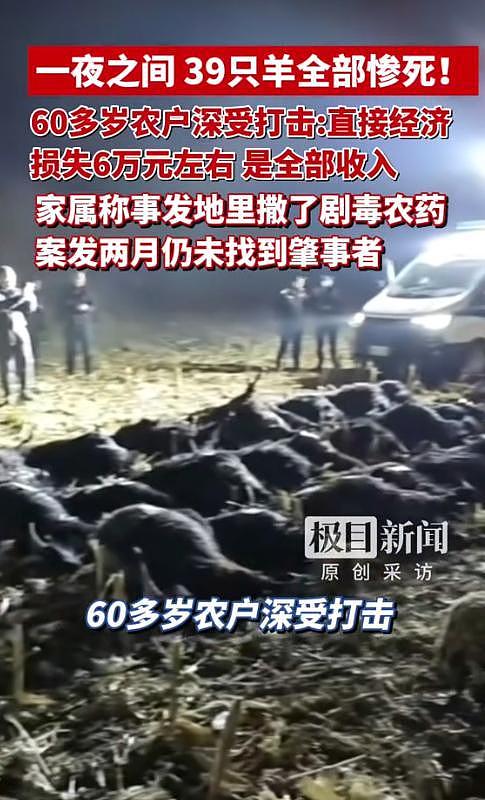 39只羊全被毒死后续！知情人曝猛料，网友一边倒：只能说咎由自取 - 7