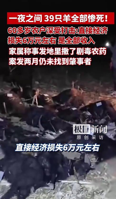 39只羊全被毒死后续！知情人曝猛料，网友一边倒：只能说咎由自取 - 8