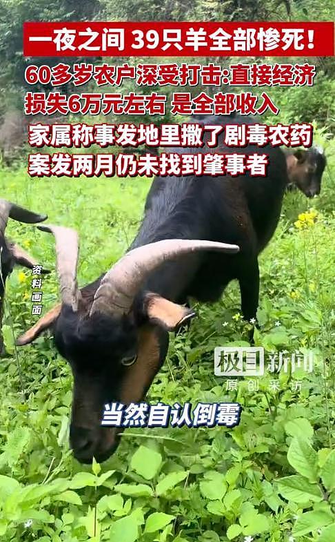 39只羊全被毒死后续！知情人曝猛料，网友一边倒：只能说咎由自取 - 9