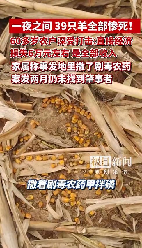 39只羊全被毒死后续！知情人曝猛料，网友一边倒：只能说咎由自取 - 12