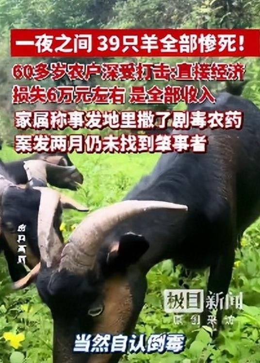 39只羊全被毒死后续！知情人曝猛料，网友一边倒：只能说咎由自取 - 15